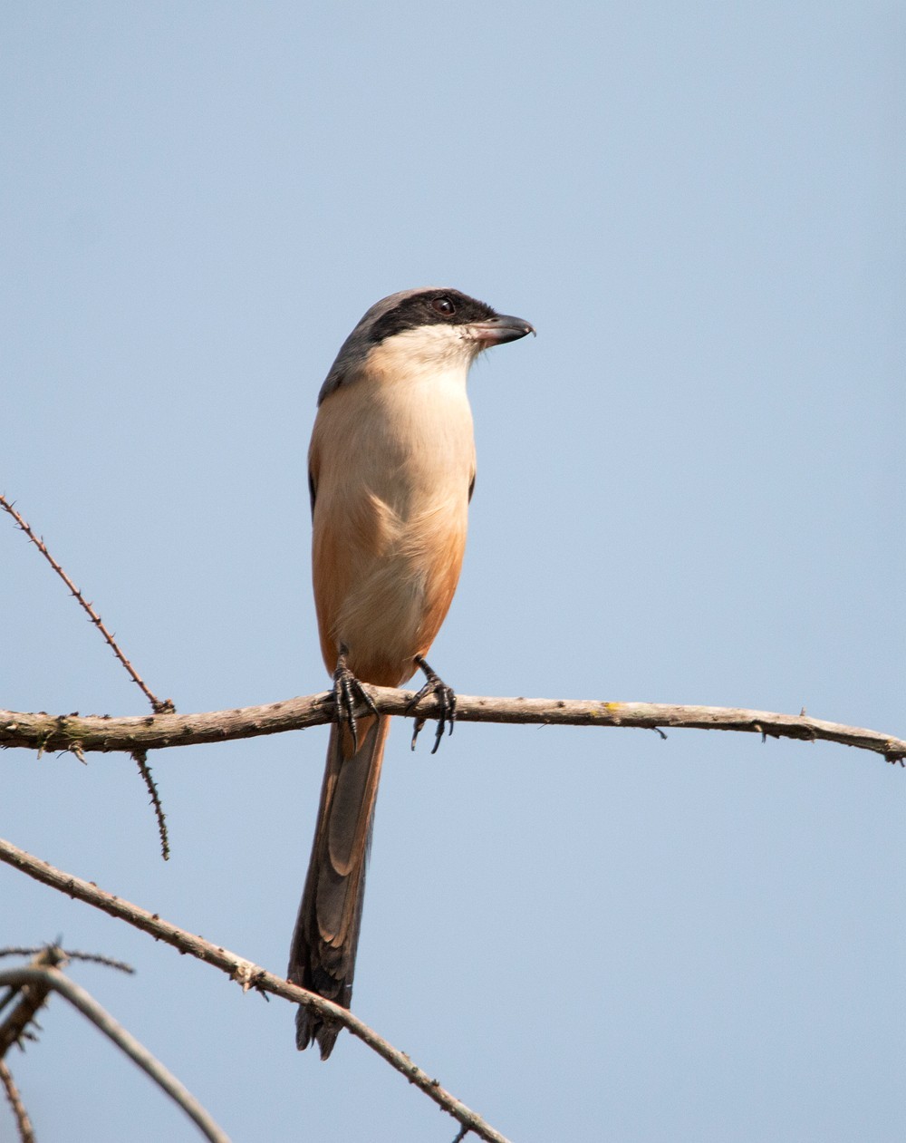 1218 一梭子拍鸟