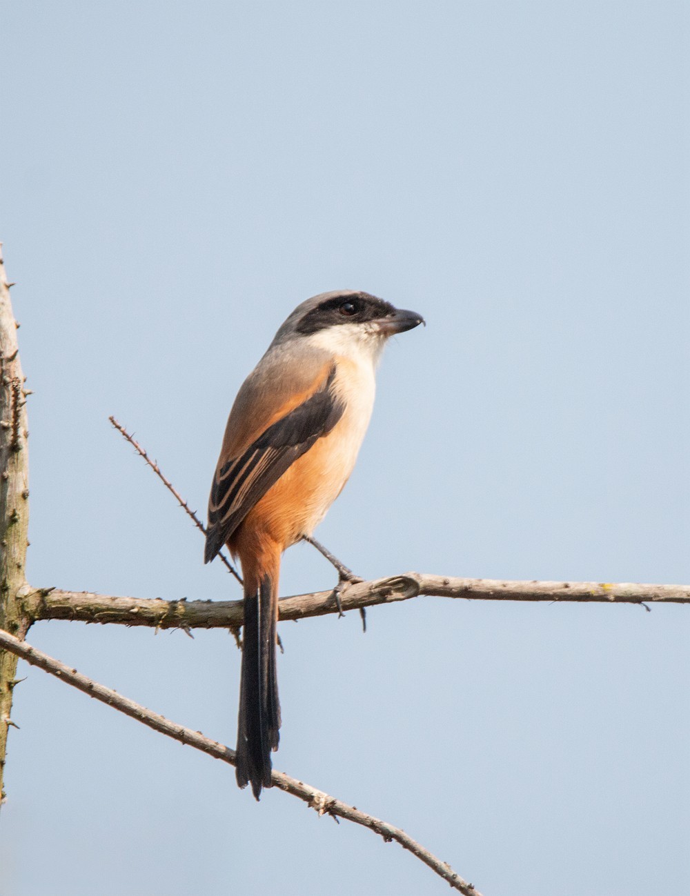 1218 一梭子拍鸟