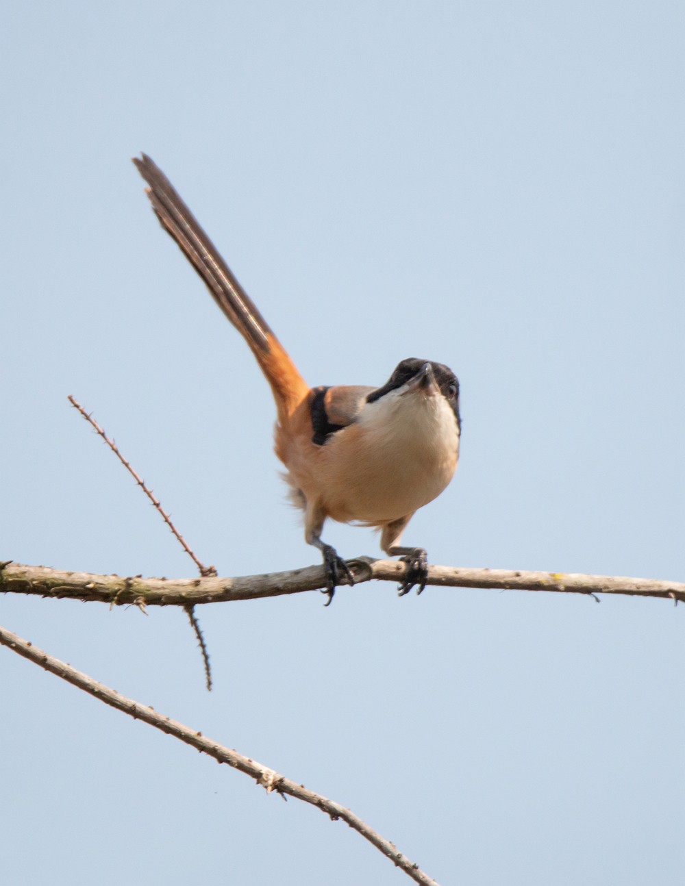 1218 一梭子拍鸟