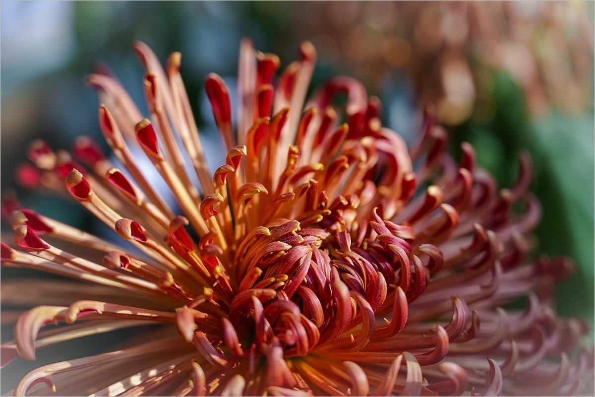 2025年第0042贴-天坛公园菊花拍（0114）