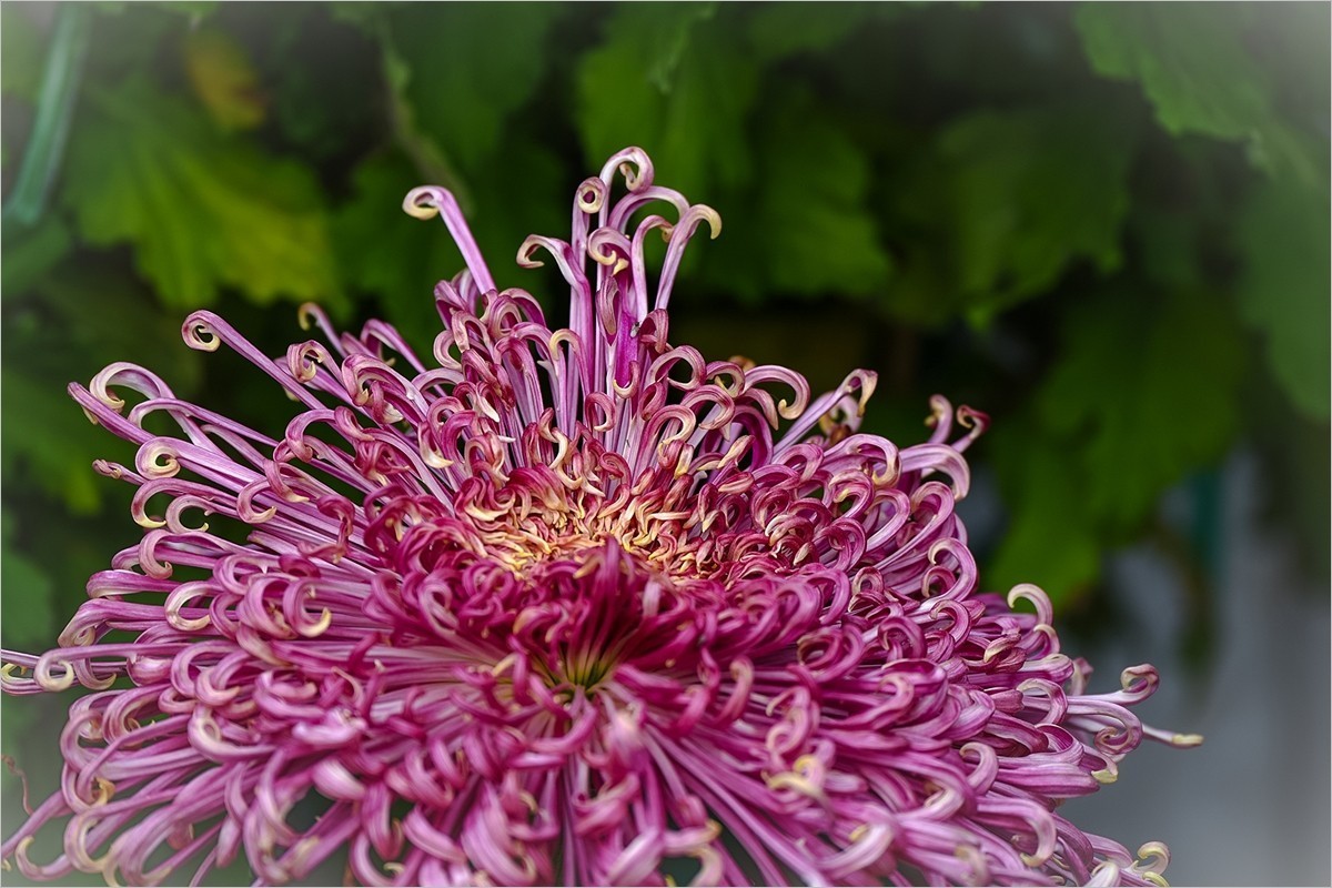 2025年第0042贴-天坛公园菊花拍（0114）