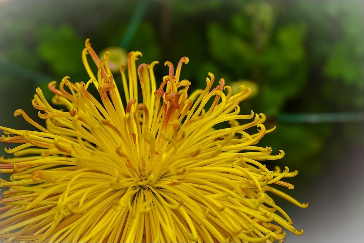 2025年第0042贴-天坛公园菊花拍（0114）