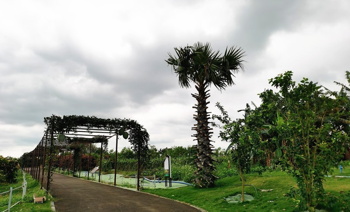 海南农垦万嘉果·热带经济植物观光示范园图片