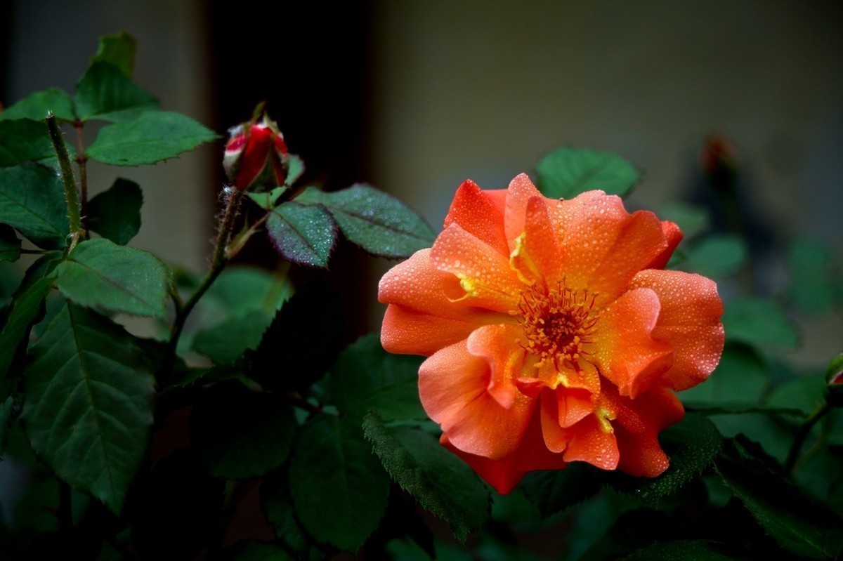 #版主坐堂#  2022年4～5月《佳能EF 24-105mm f/4L  IS USM镜头》星空(中国)部分优秀作品选编