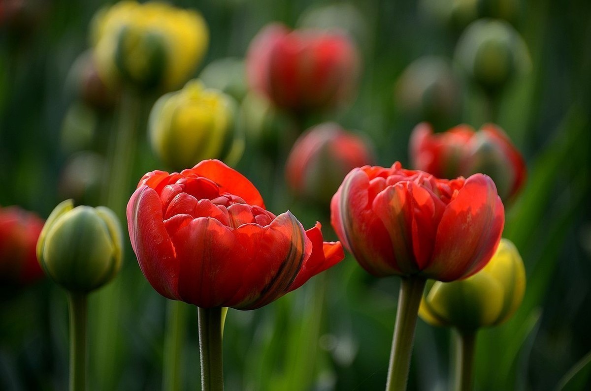 #版主坐堂#  2022年4～5月《佳能EF 24-105mm f/4L  IS USM镜头》星空(中国)部分优秀作品选编