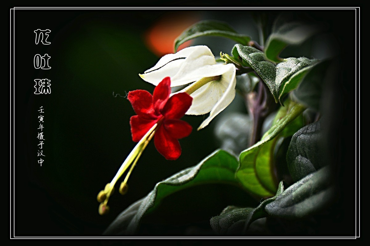 #版主坐堂#  2022年4～5月《佳能EF 24-105mm f/4L  IS USM镜头》星空(中国)部分优秀作品选编