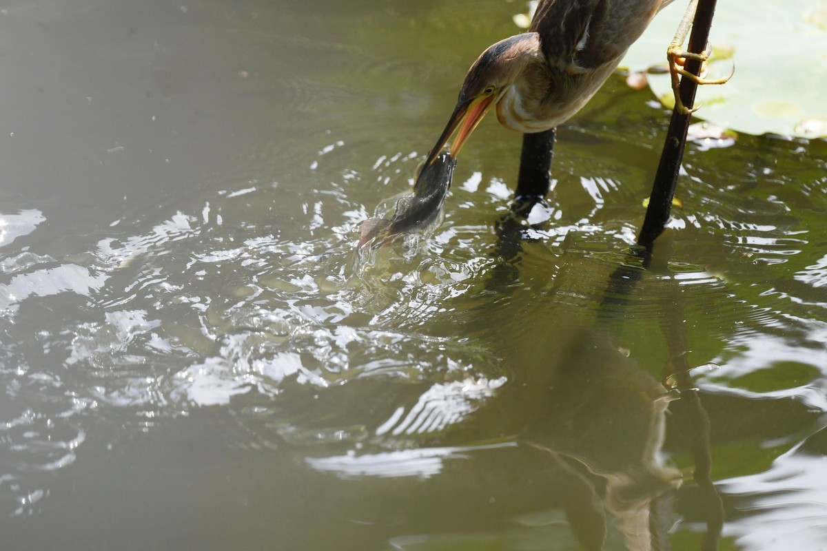 黄斑苇鳽捕魚。