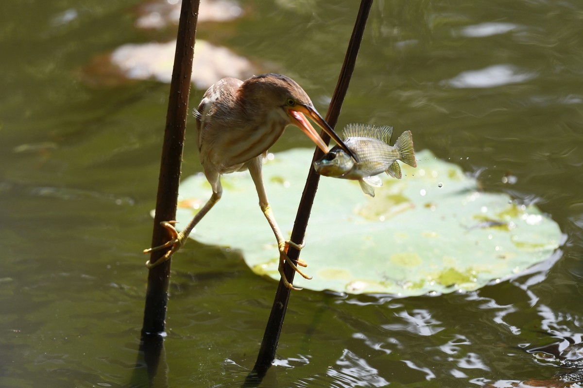 黄斑苇鳽捕魚。