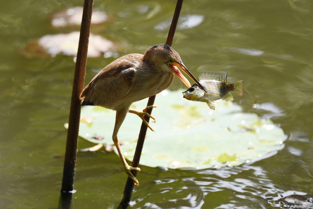 黄斑苇鳽捕魚。
