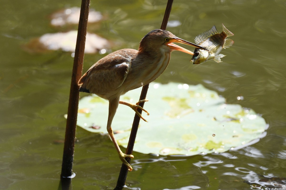 黄斑苇鳽捕魚。