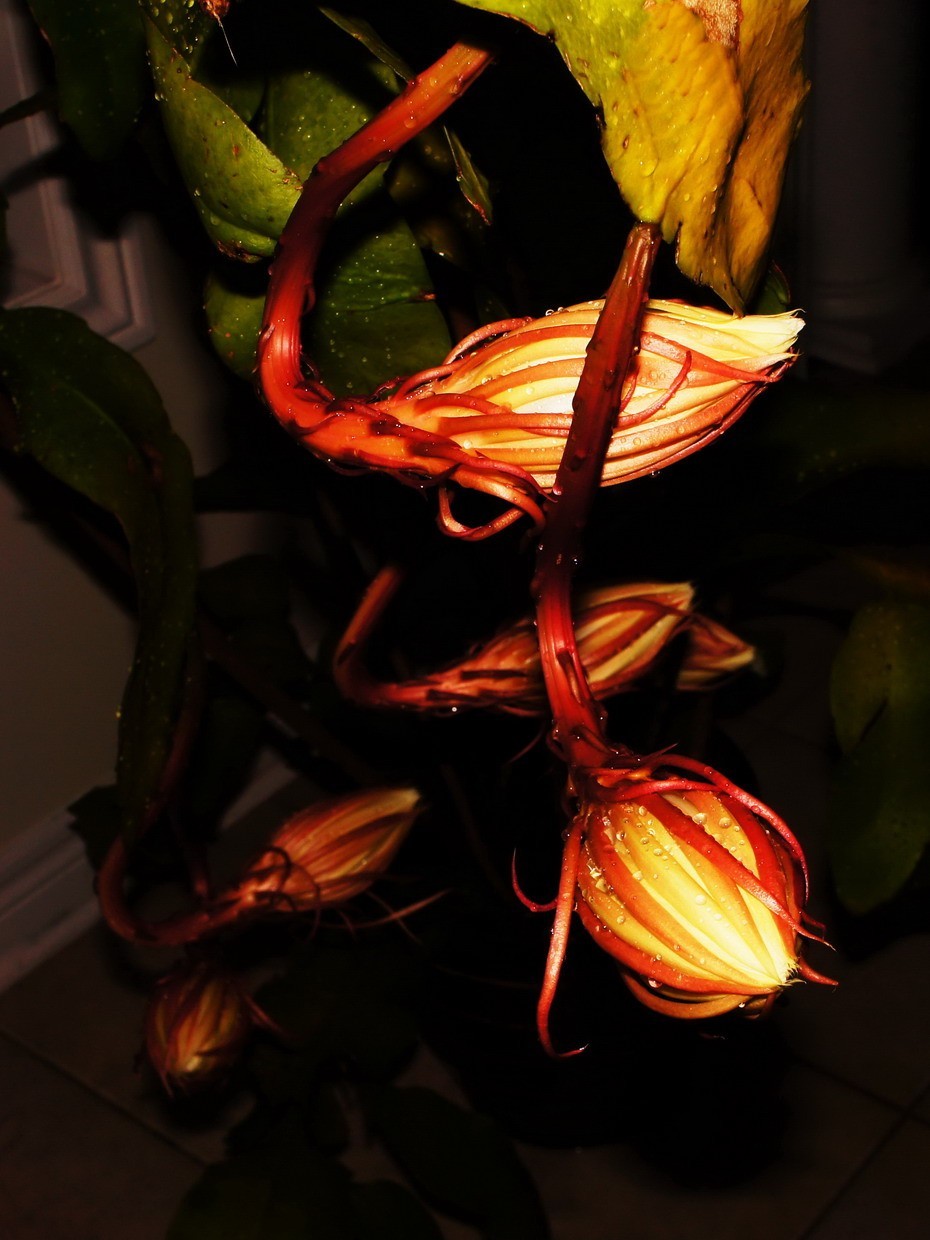 7朵昙花一起开了