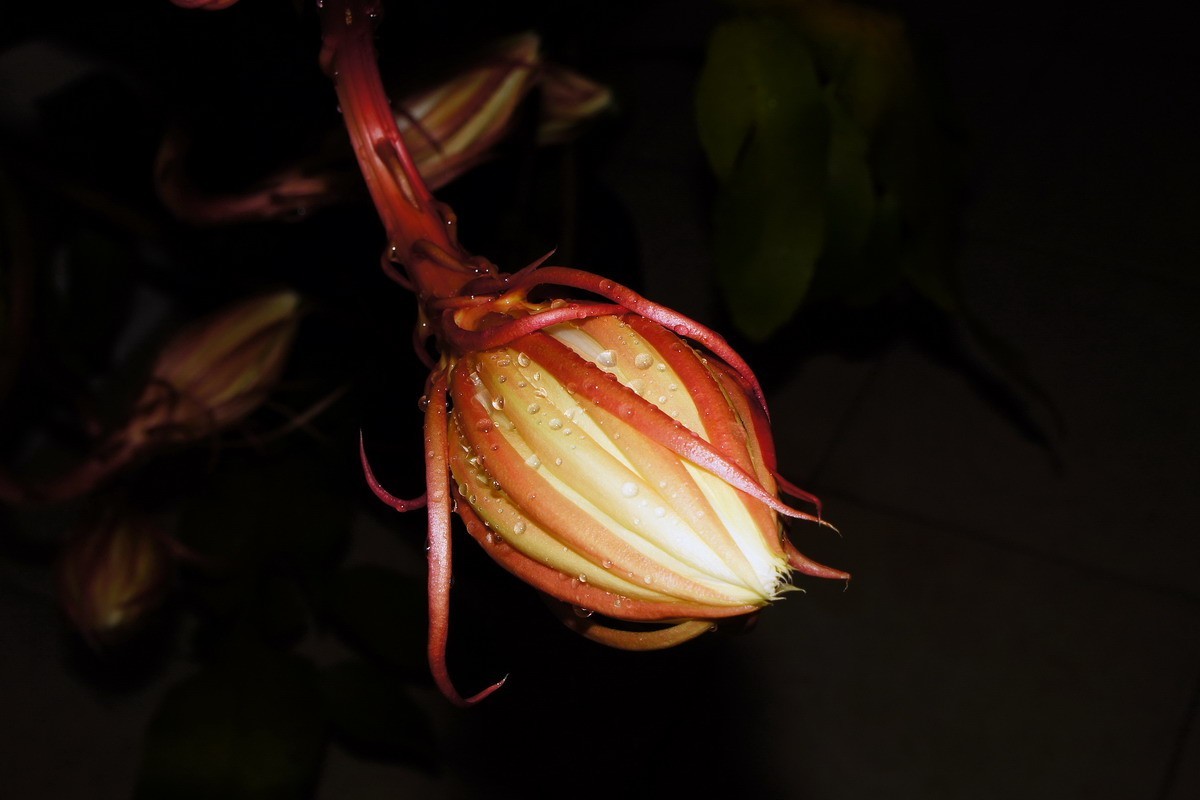 7朵昙花一起开了