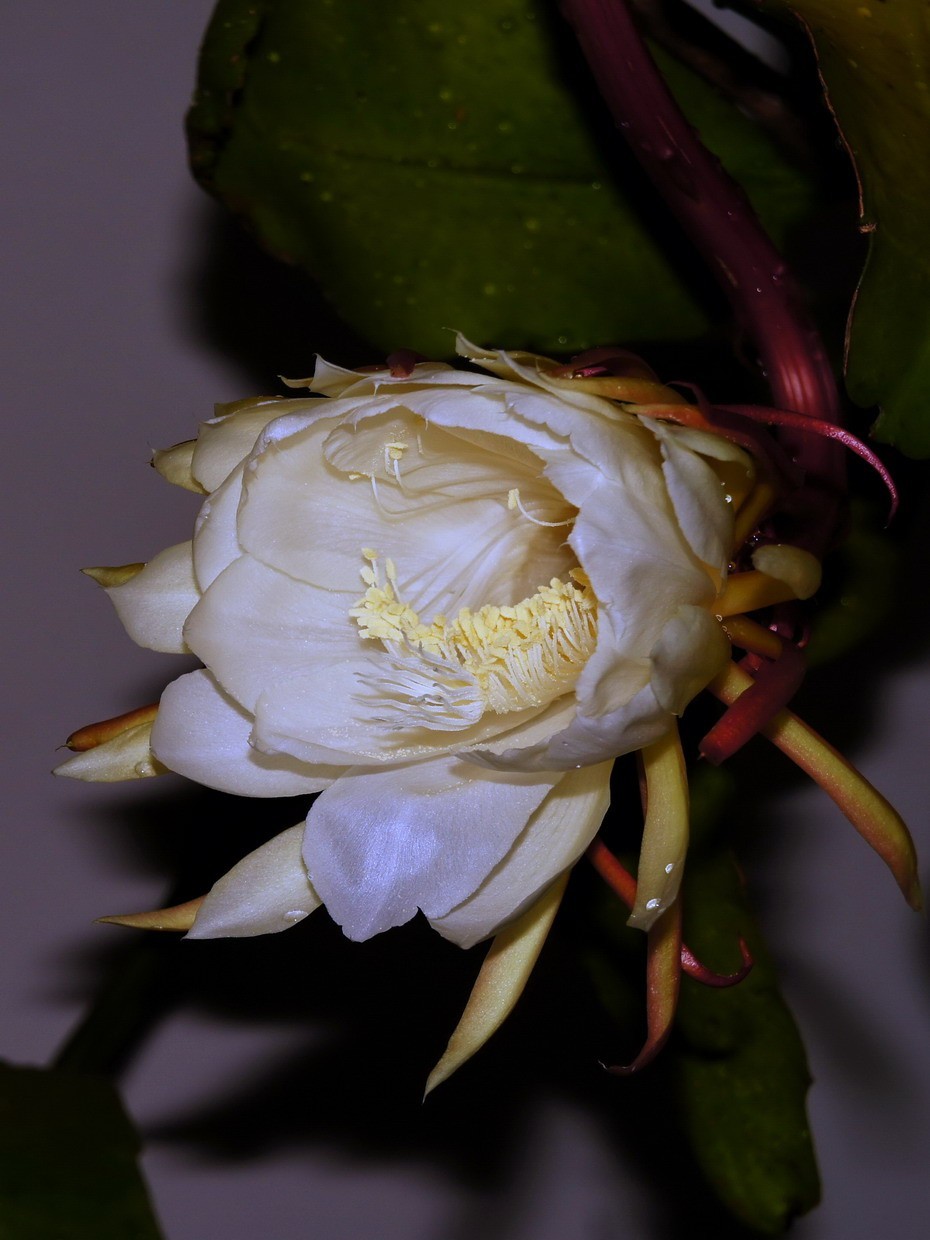 7朵昙花一起开了