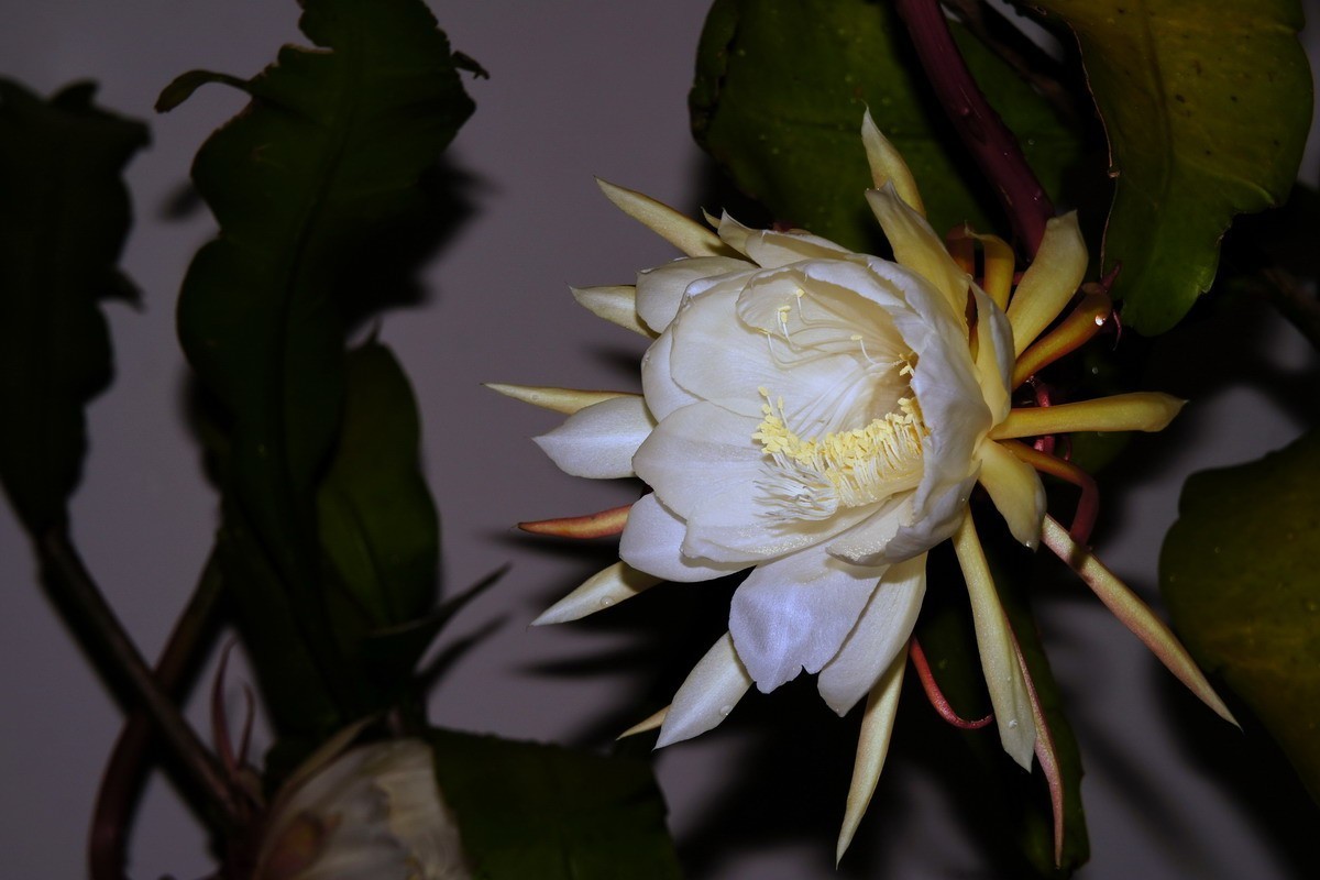 7朵昙花一起开了