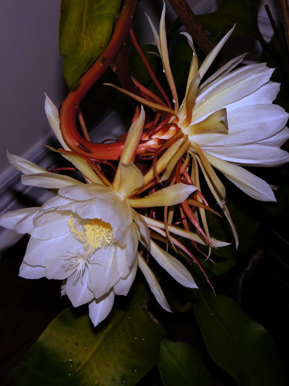 7朵昙花一起开了