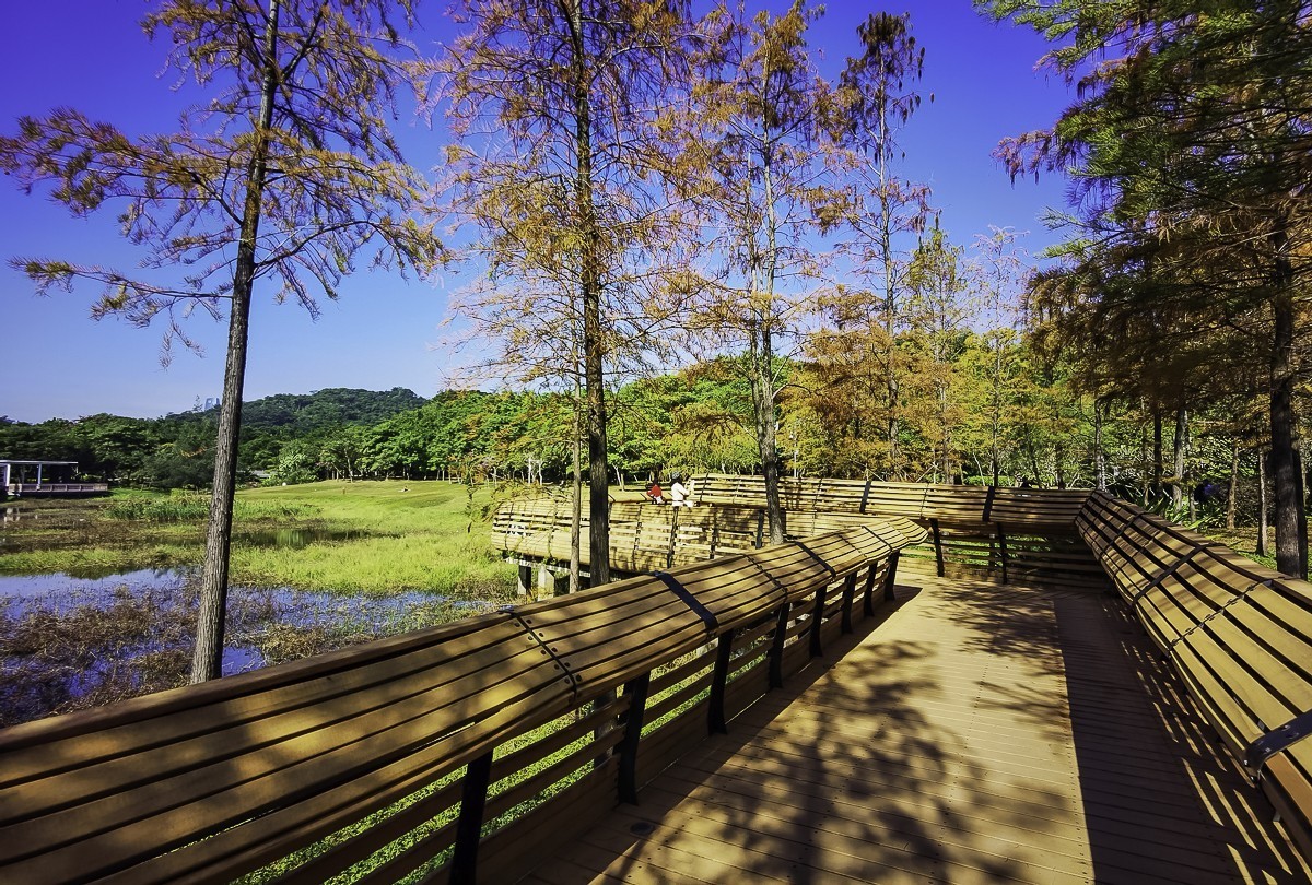 #留住美丽秋天#  金色的秋