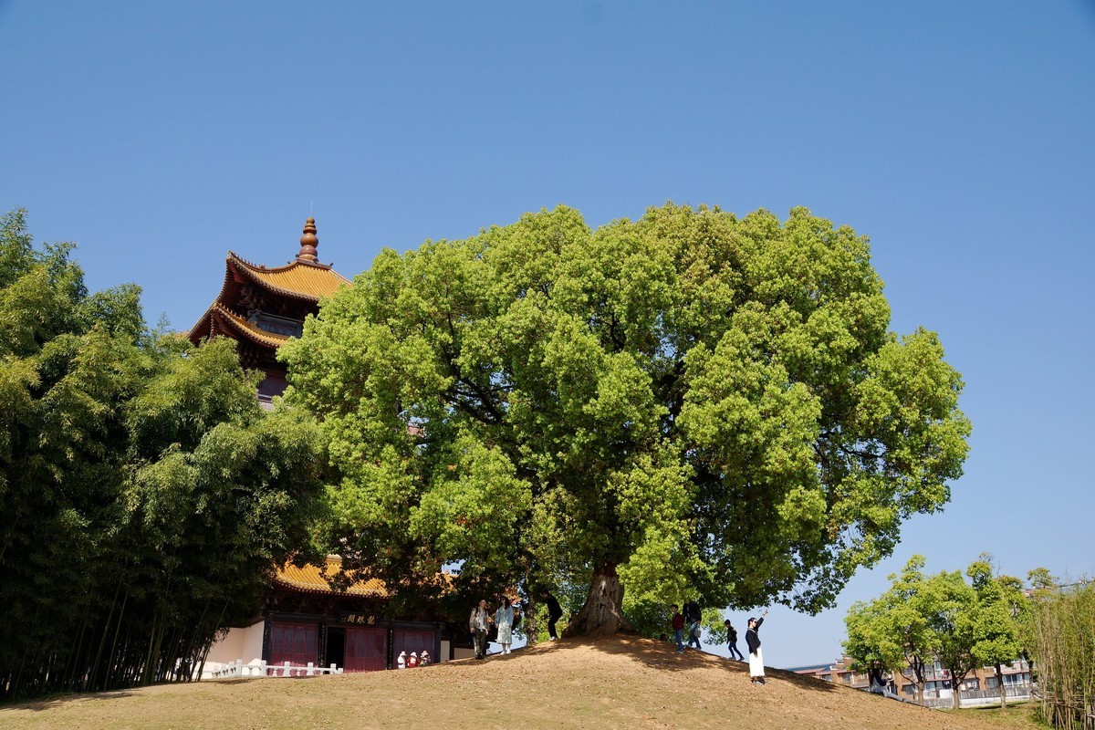 景 德 镇 市 御 窑 厂 博 物 馆