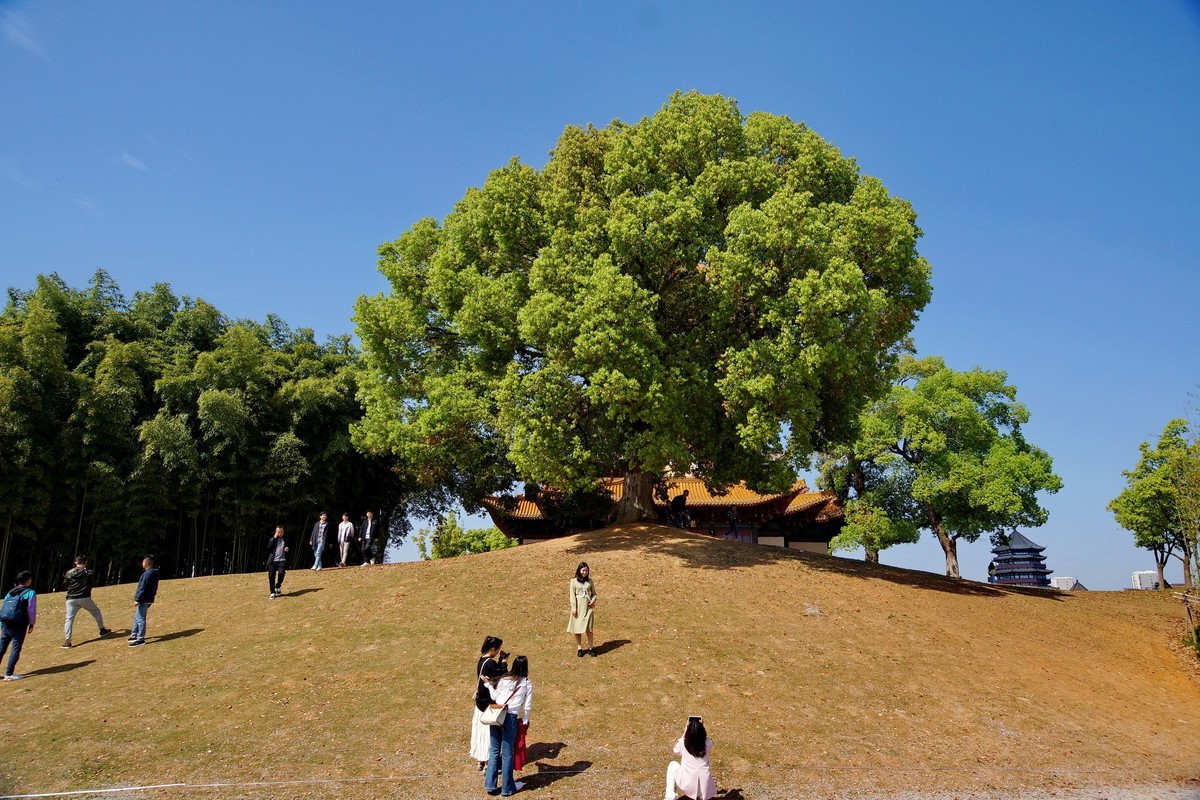 景 德 镇 市 御 窑 厂 博 物 馆