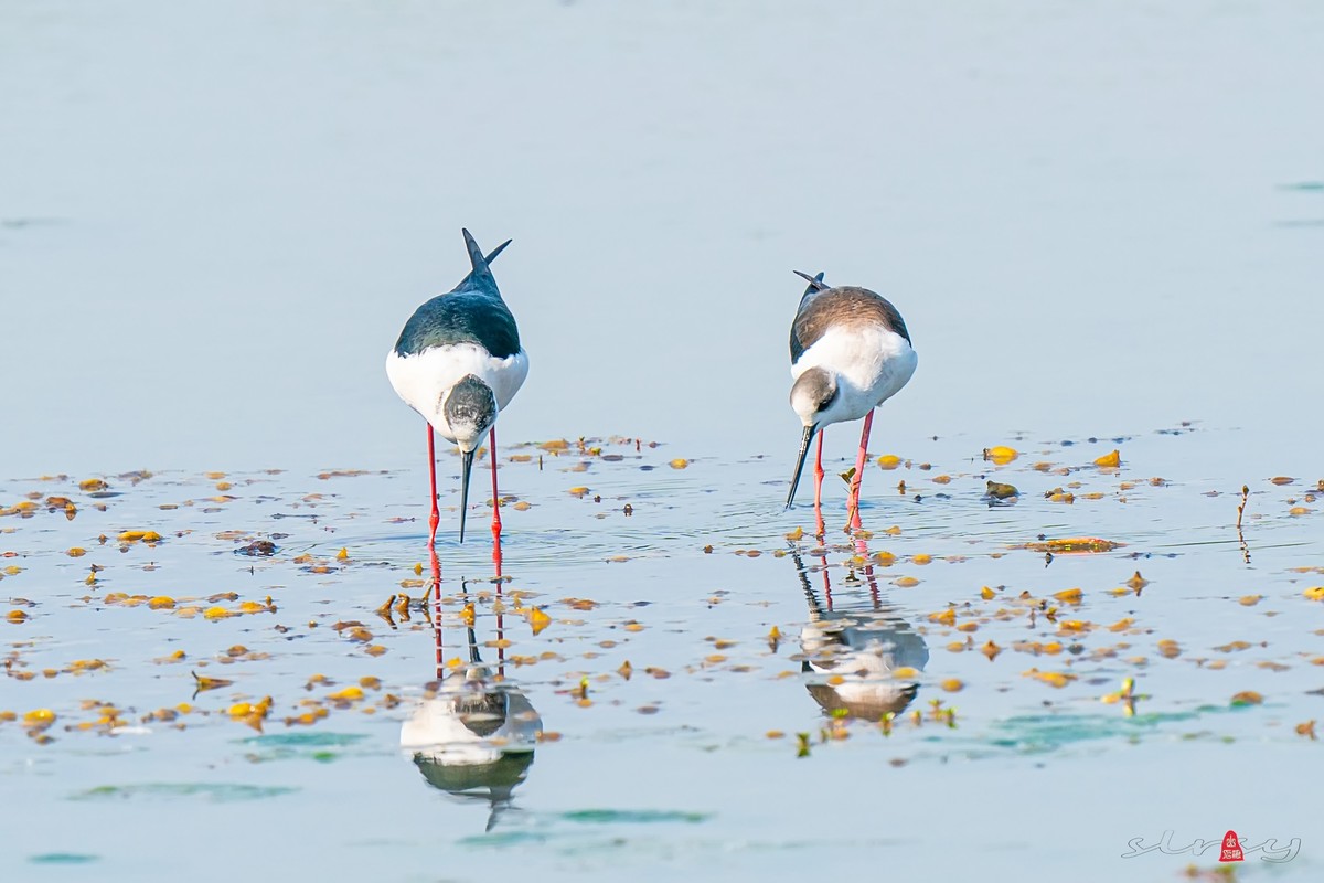 黑翅长脚鹬（三）谈情说爱，影形不离