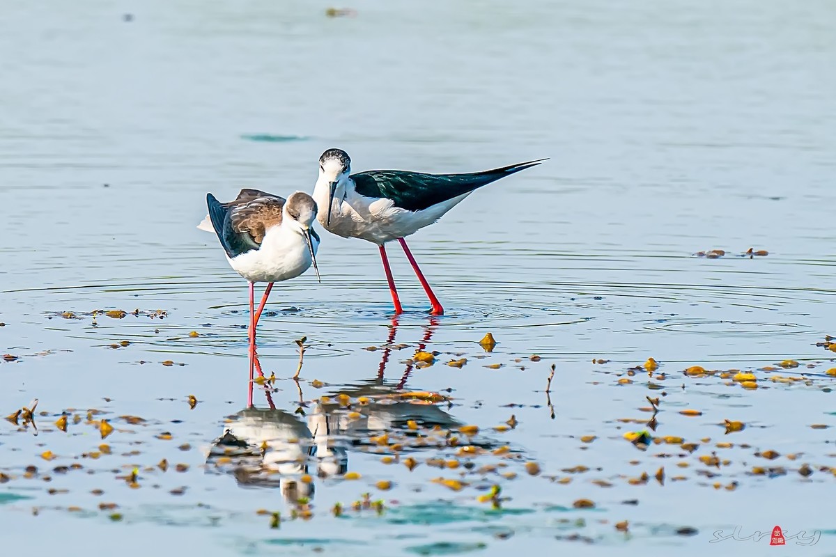 黑翅长脚鹬（三）谈情说爱，影形不离