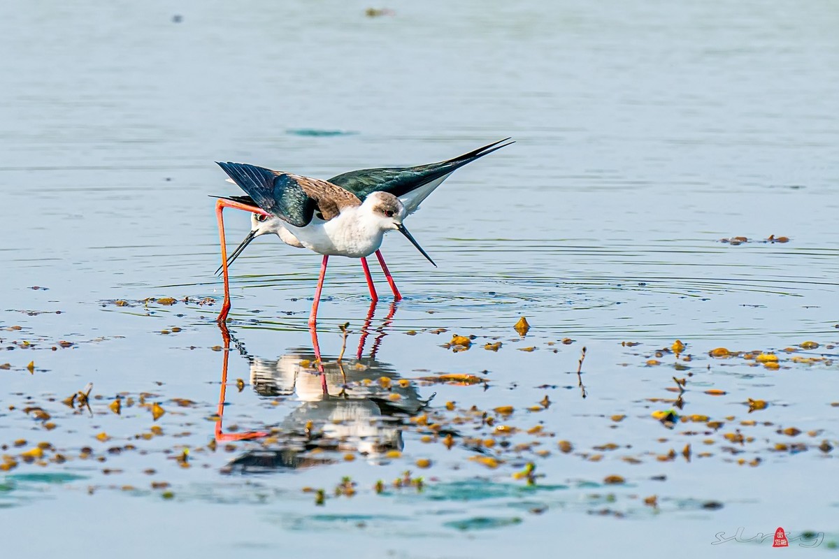 黑翅长脚鹬（三）谈情说爱，影形不离