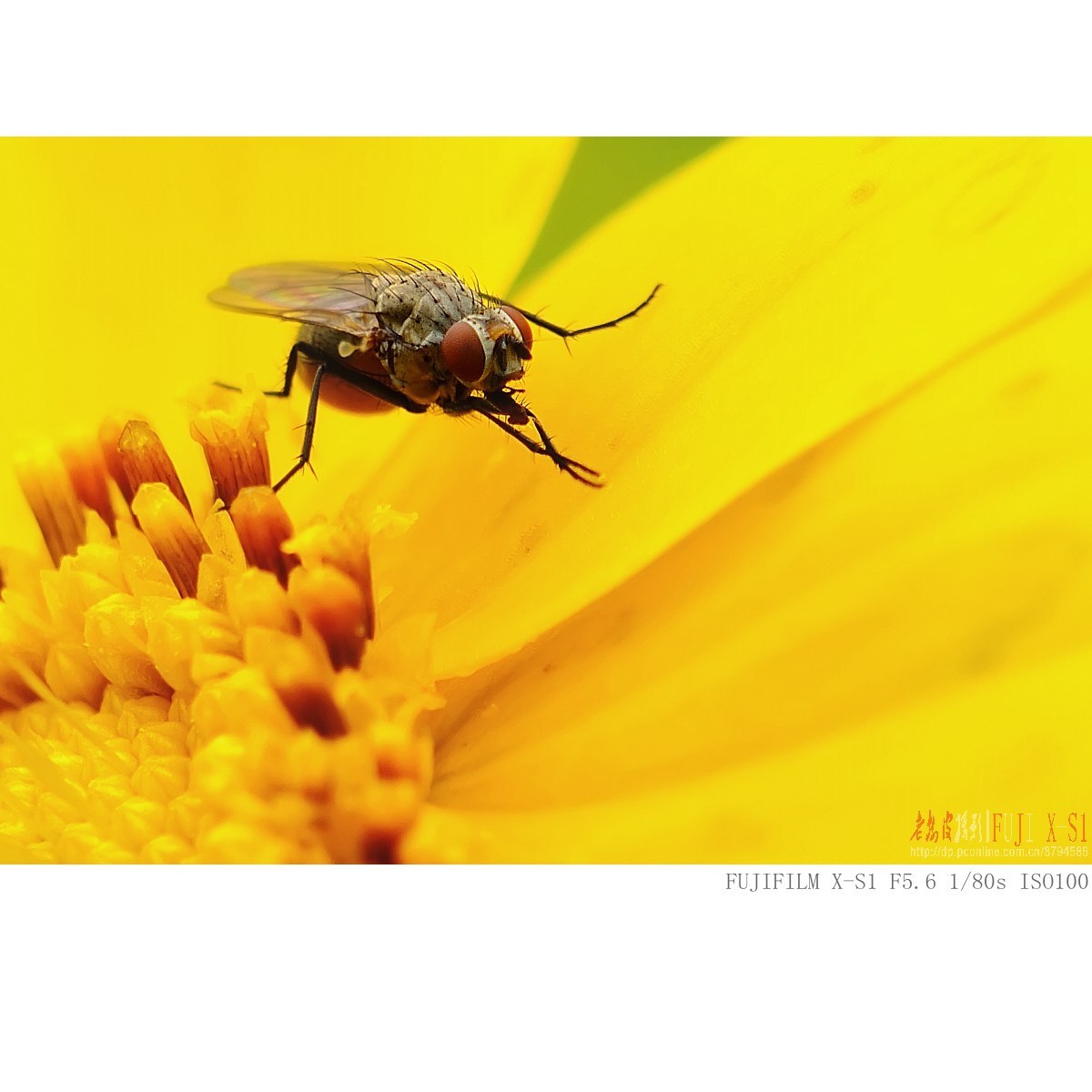 富士长焦机微距