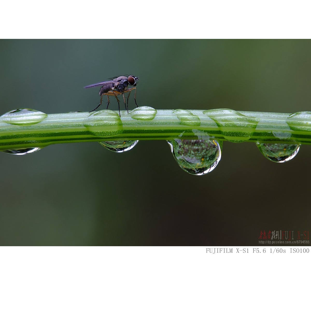 富士长焦机微距