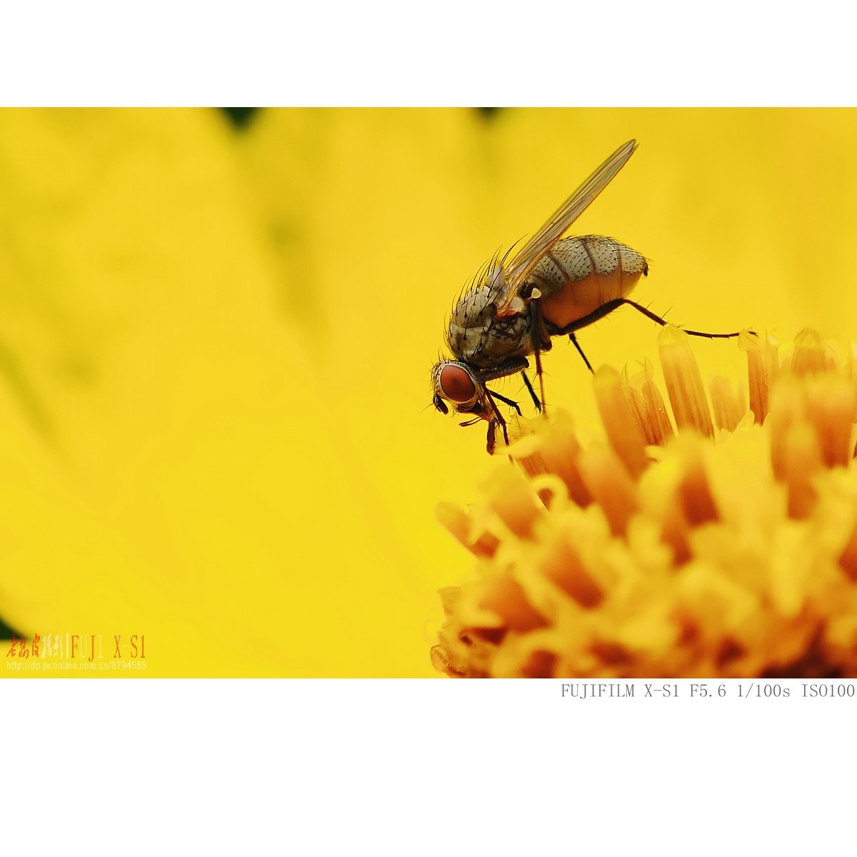 富士长焦机微距