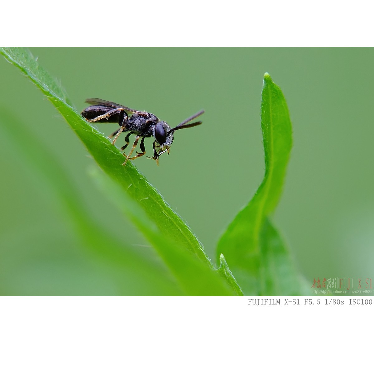 富士长焦机微距