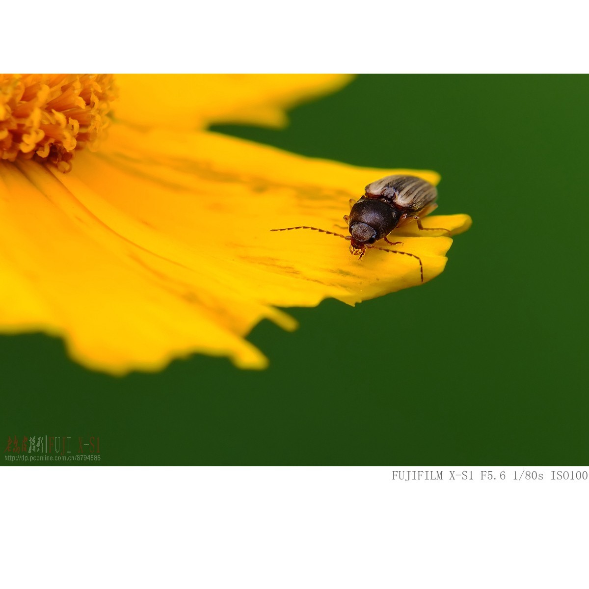 富士长焦机微距