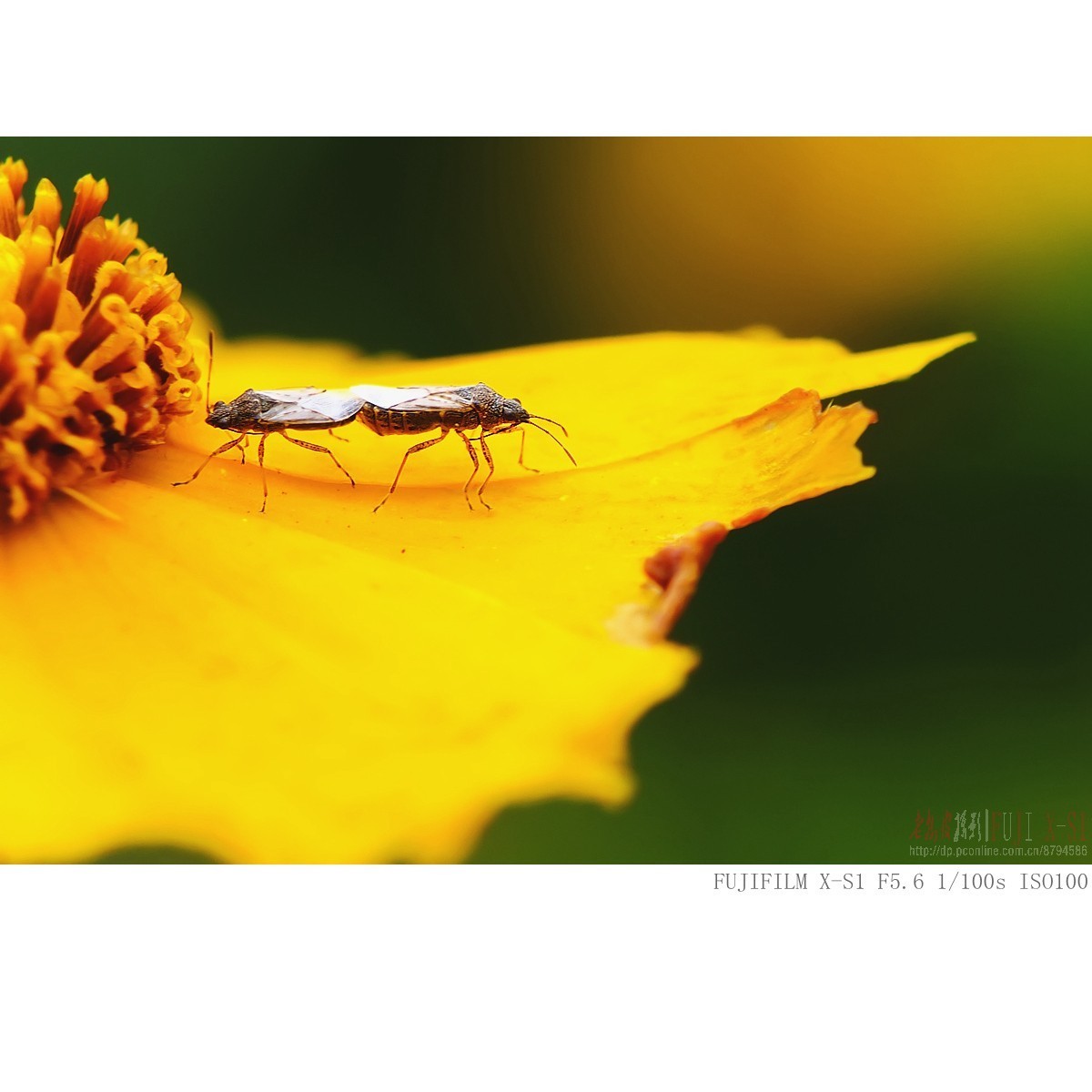 富士长焦机微距