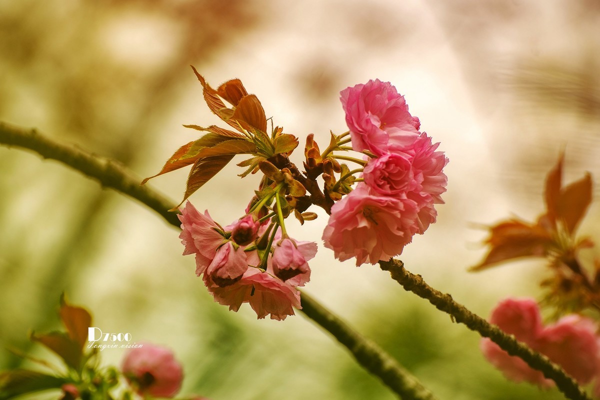 又是一年花开季（13）