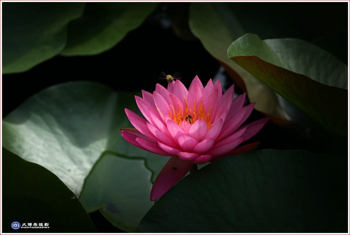2023-（113）红莲花