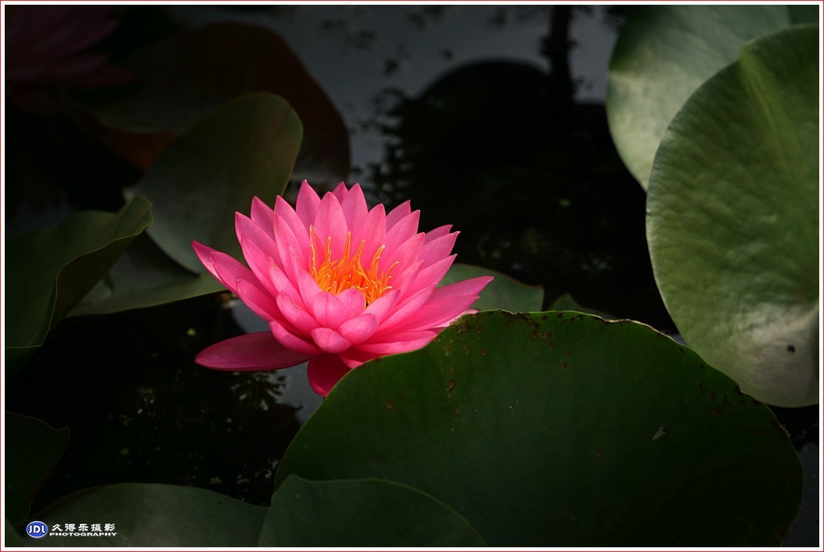 2023-（113）红莲花