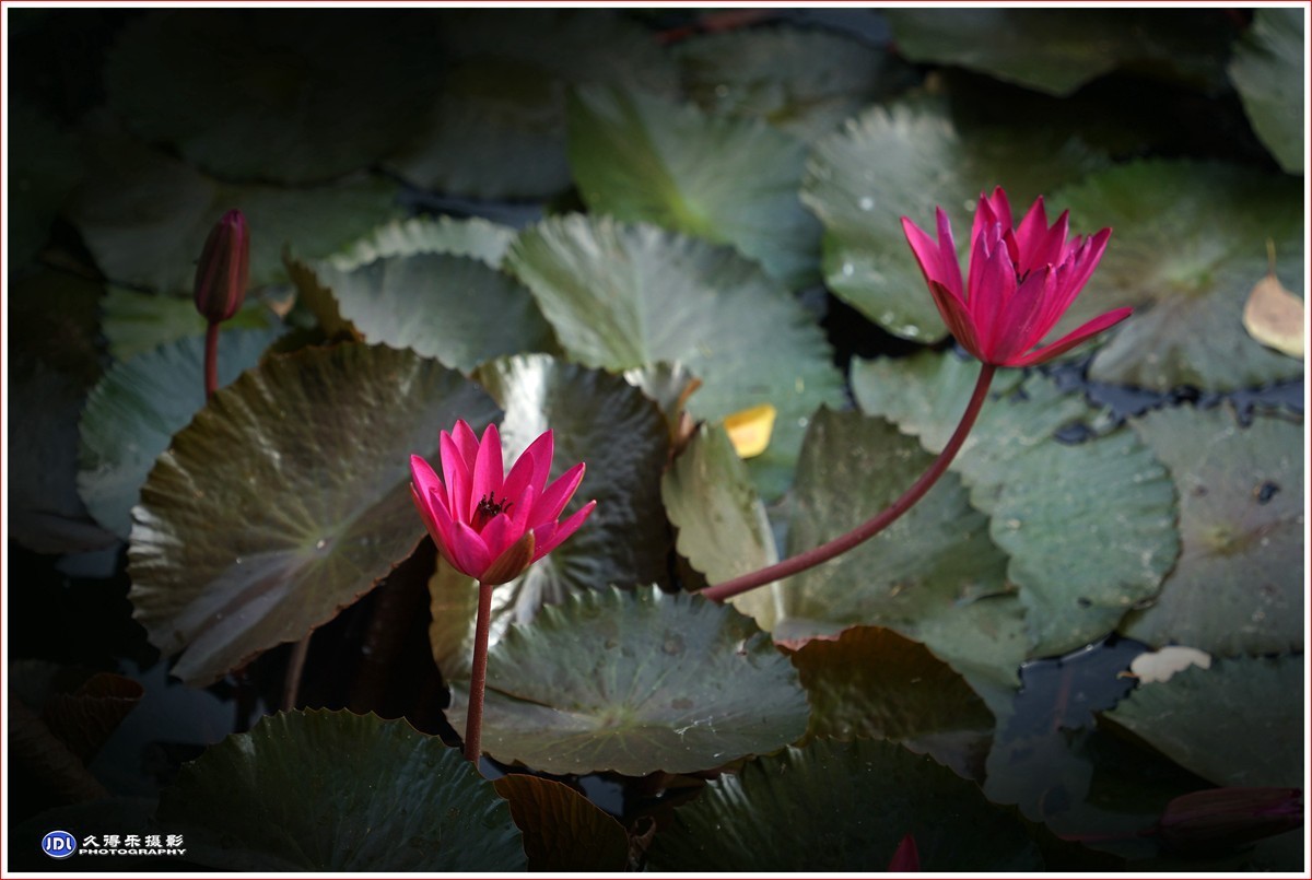 2023-（113）红莲花