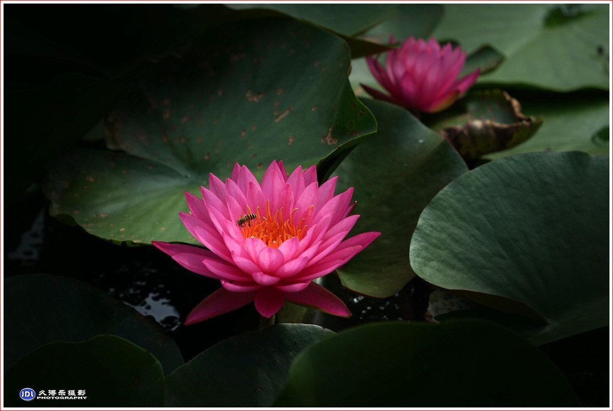 2023-（113）红莲花