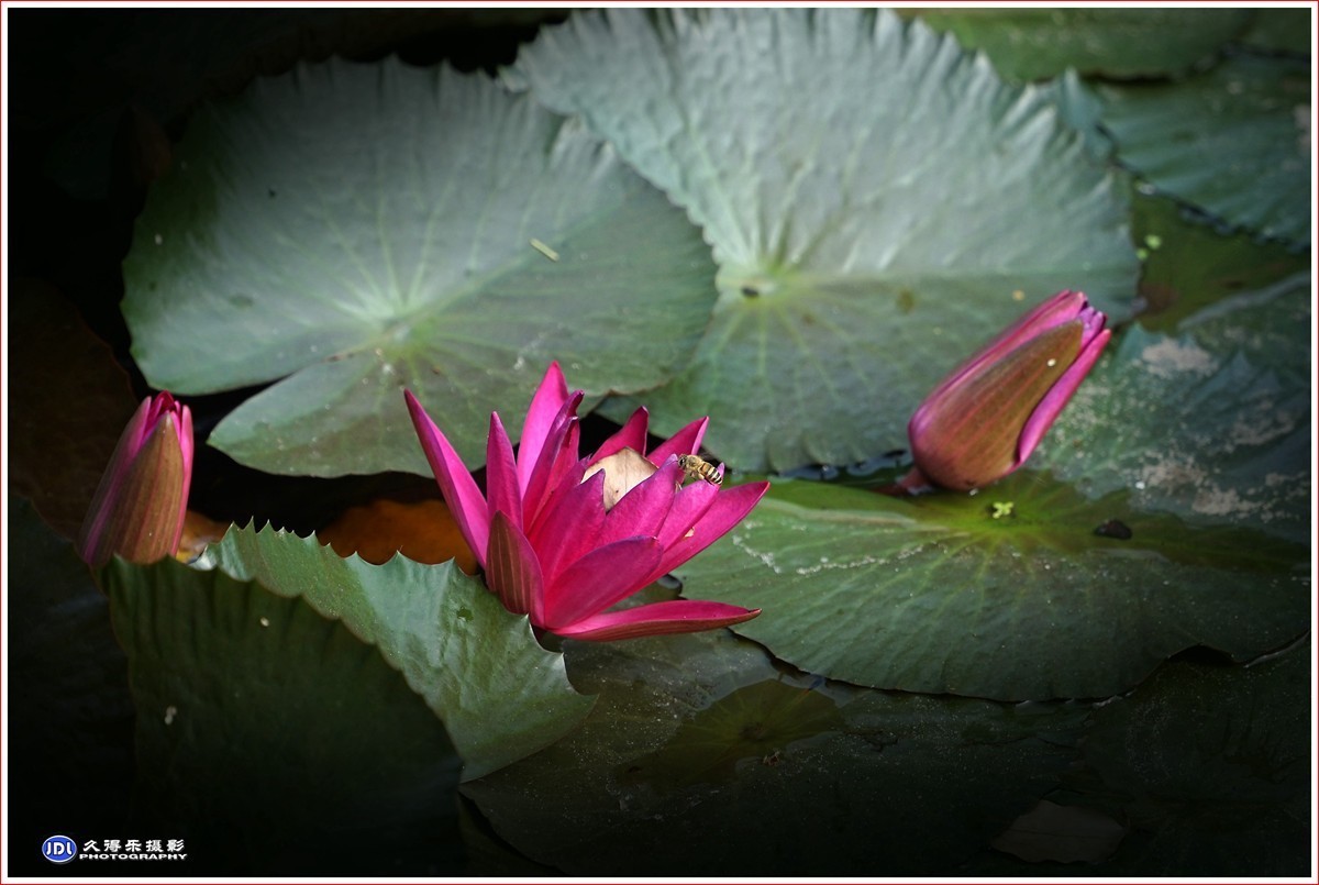 2023-（113）红莲花