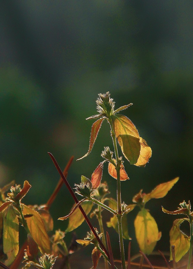 仓促试机《瞎拍》片，买了个新手机还不熟悉，赶紧调教准备上任，哈哈！