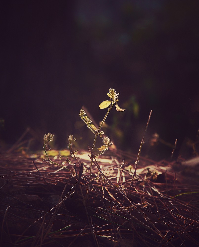 仓促试机《瞎拍》片，买了个新手机还不熟悉，赶紧调教准备上任，哈哈！
