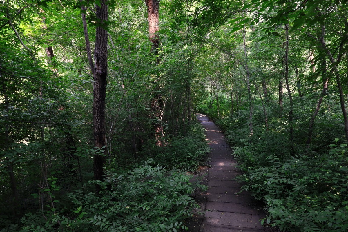 黑龙江森林植物园略影    2。