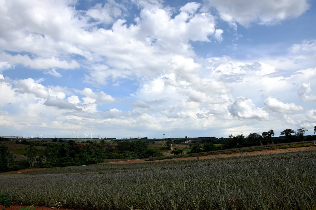 2024夏 海南环岛行（23）徐闻“菠萝的海”