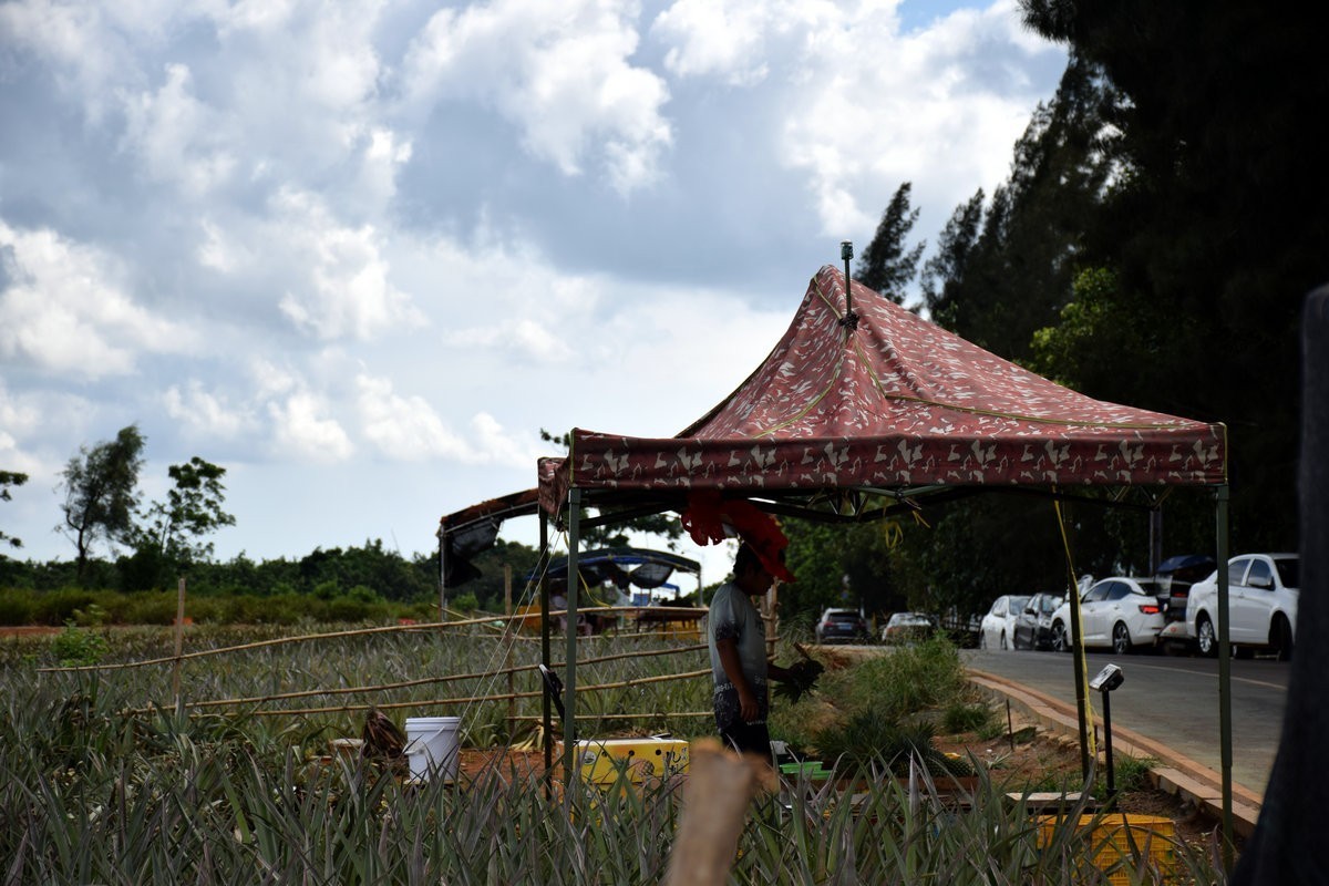 2024夏 海南环岛行（23）徐闻“菠萝的海”