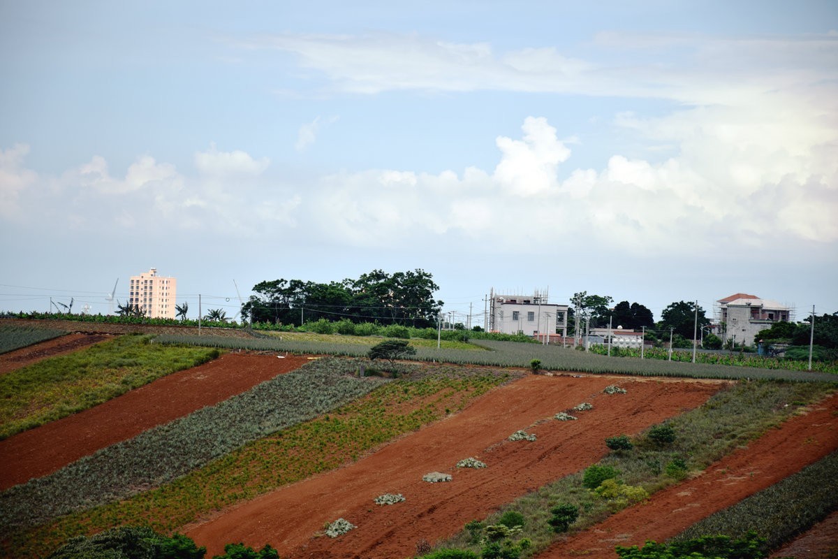 2024夏 海南环岛行（23）徐闻“菠萝的海”