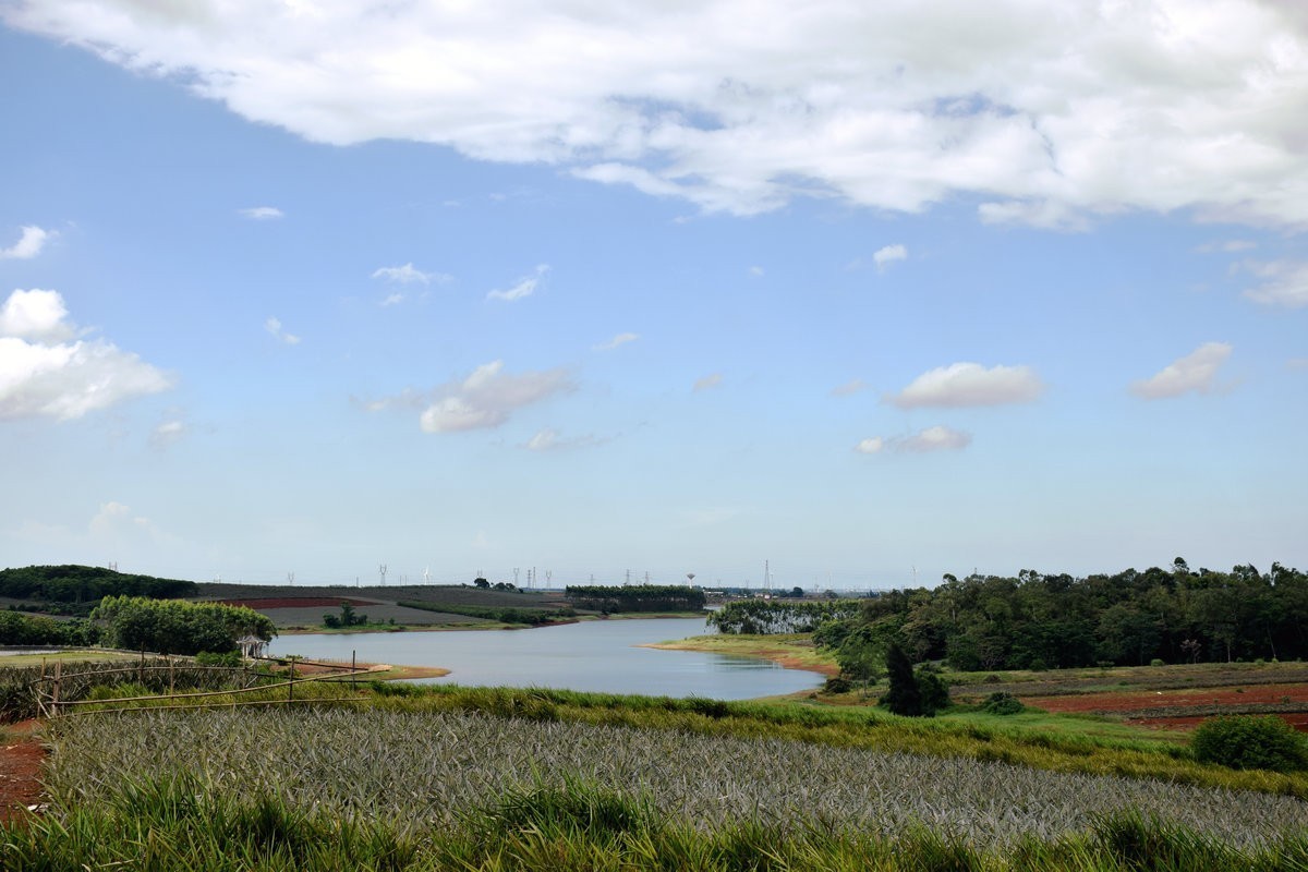 2024夏 海南环岛行（23）徐闻“菠萝的海”