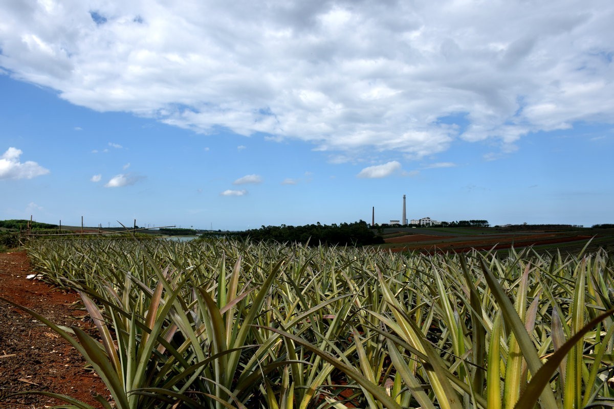 2024夏 海南环岛行（23）徐闻“菠萝的海”