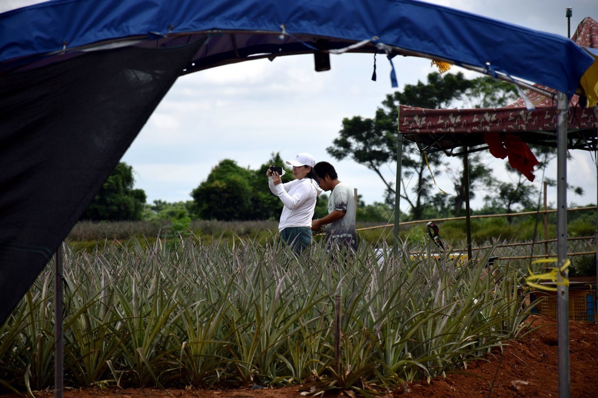 2024夏 海南环岛行（23）徐闻“菠萝的海”
