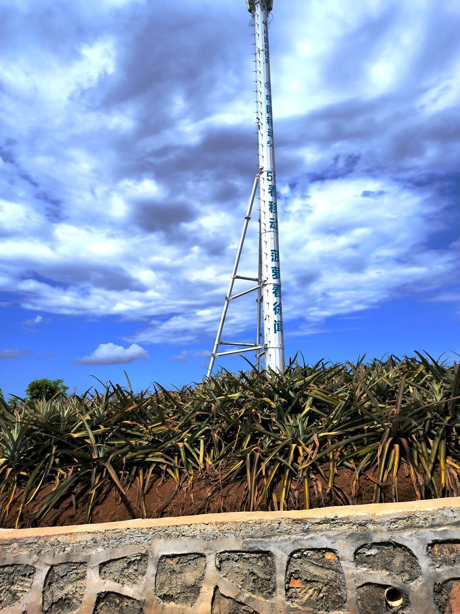 2024夏 海南环岛行（23）徐闻“菠萝的海”