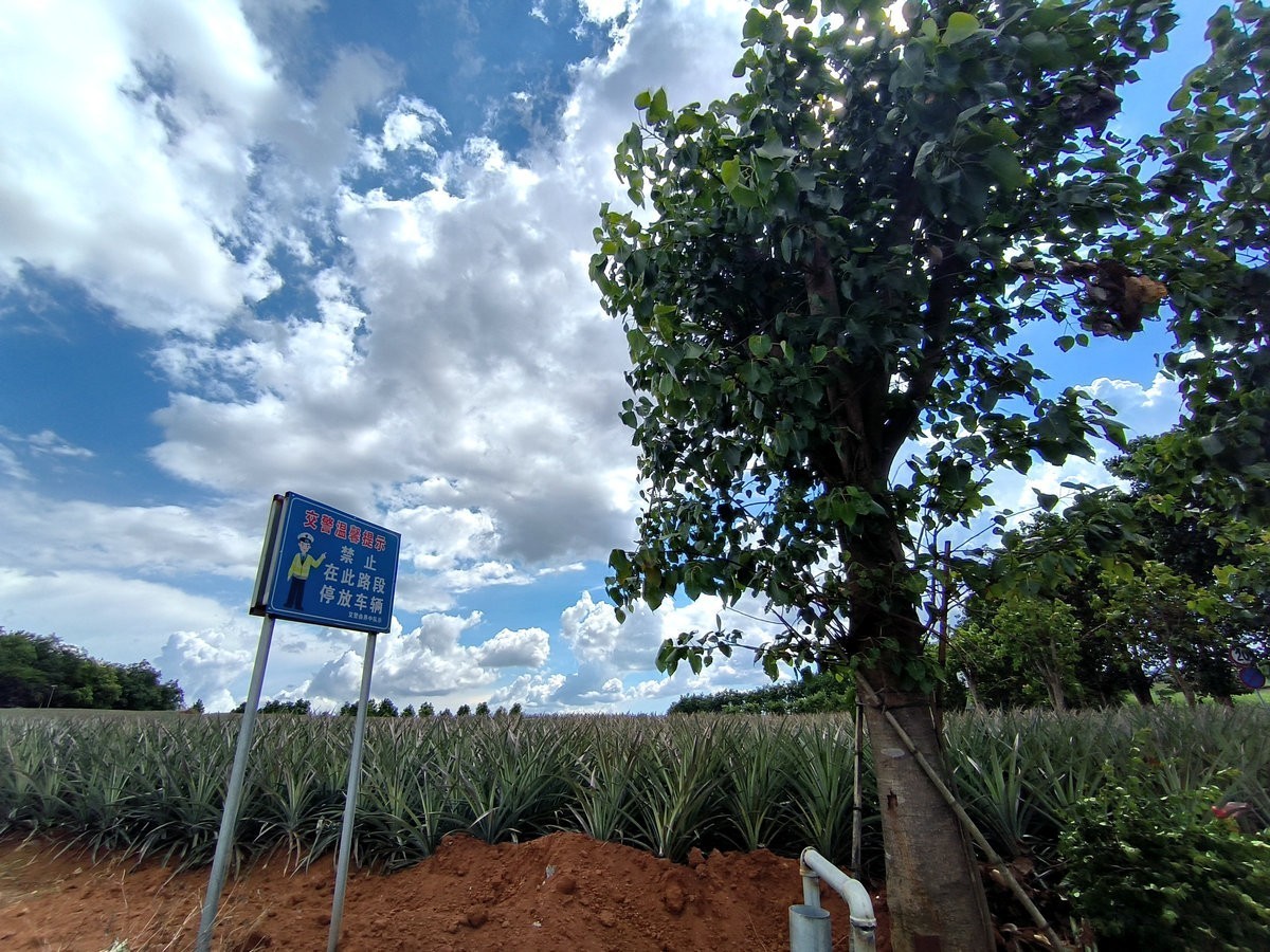 2024夏 海南环岛行（23）徐闻“菠萝的海”