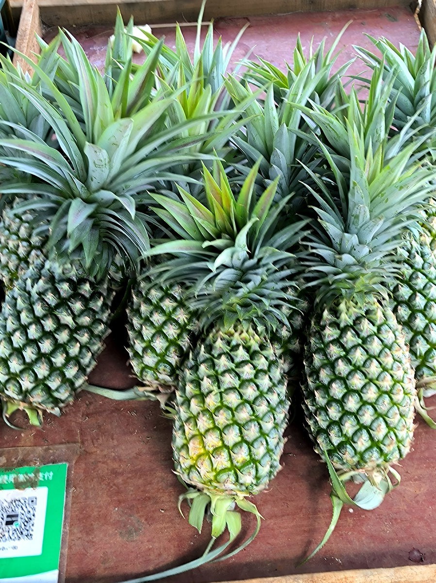 2024夏 海南环岛行（23）徐闻“菠萝的海”