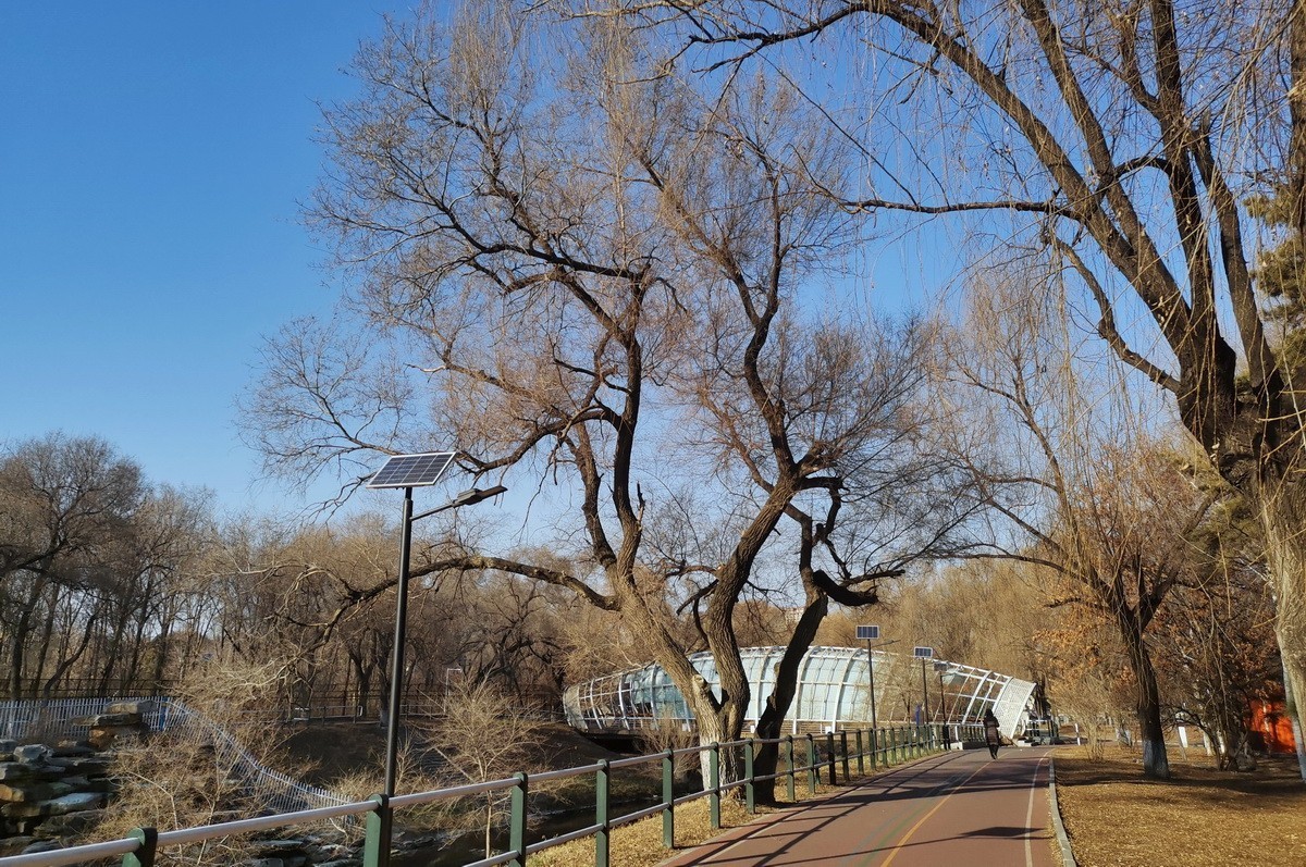 2024.11.19  哈尔滨仍无雪